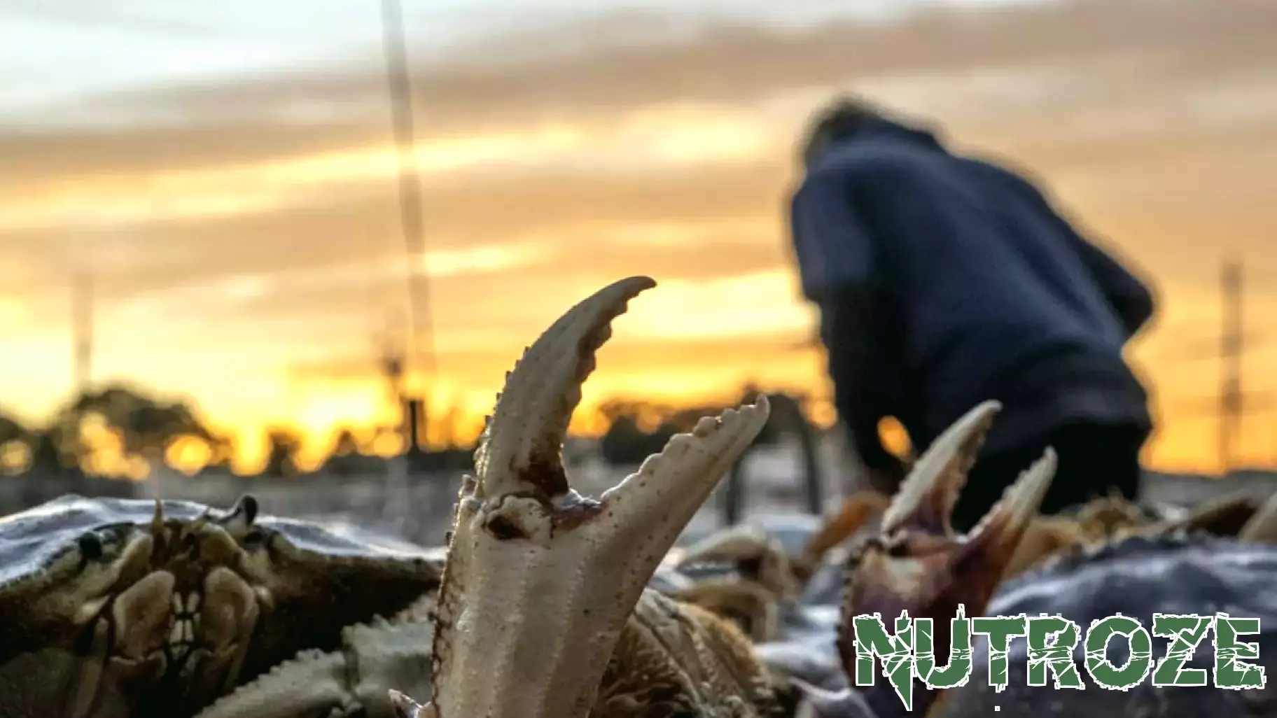 Dungeness Crab from Northern California Declared Safe for Consumption