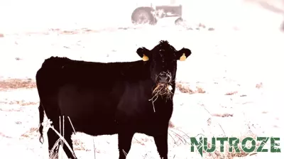 Importance of Fresh Water for Cattle Health in Cold Weather